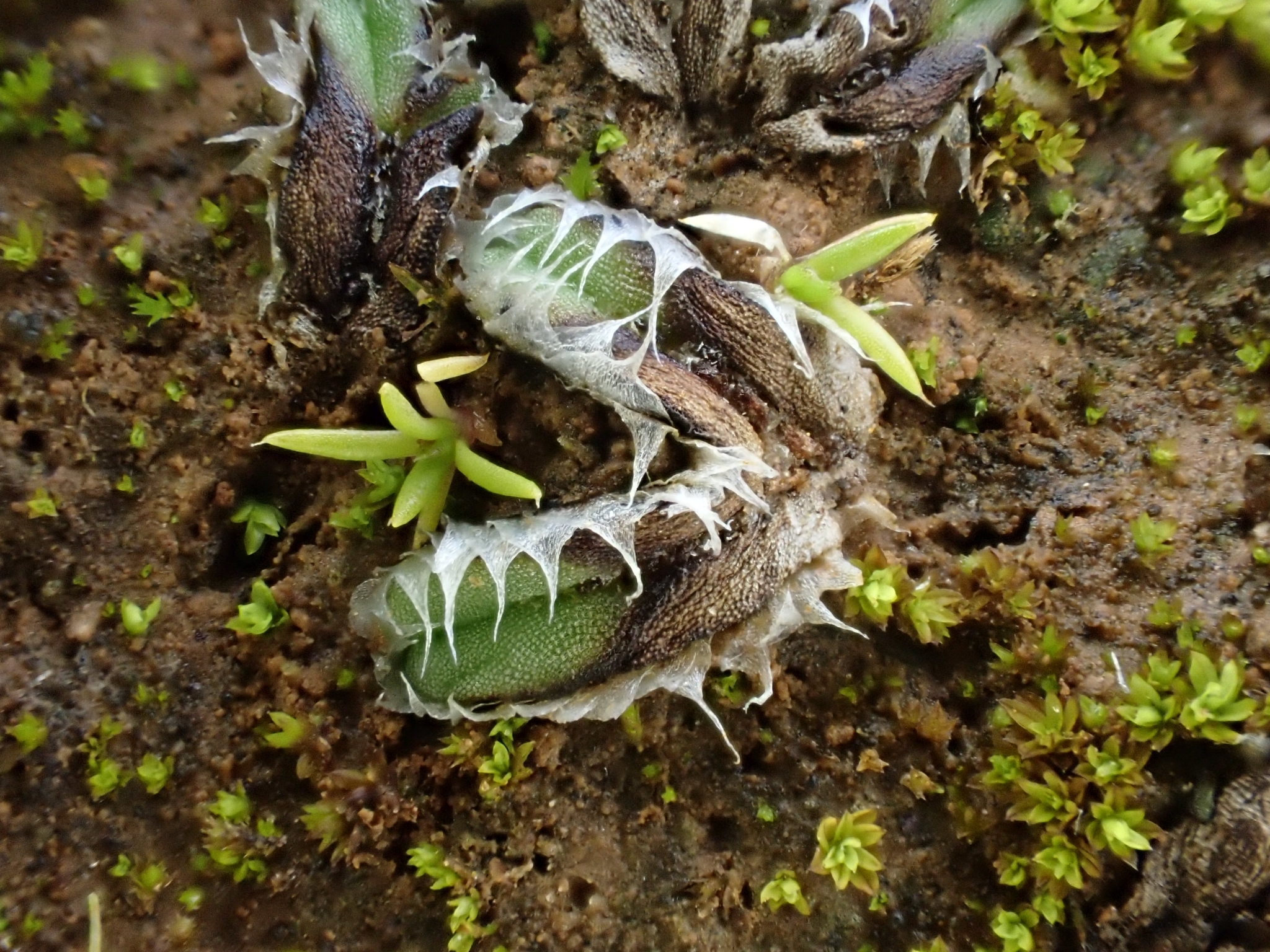 Oxymitra incrassata