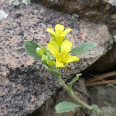 Physaria vitulifera