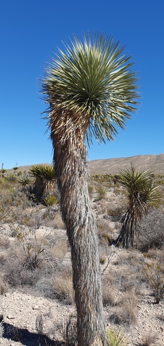 Yucca rostrata