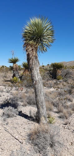 Yucca rostrata