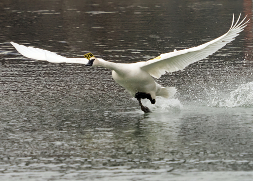 Trumpeter Swan, photo 8 of 8