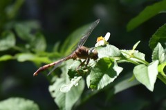 Arigomphus pallidus