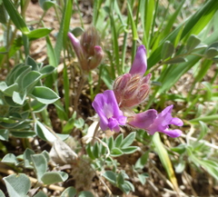 Astragalus shortianus