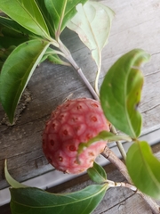 Cornus capitata