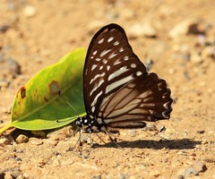 Graphium macareus