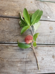 Cornus capitata