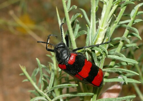 Mylabris tricincta