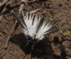 Graphium mandarinus