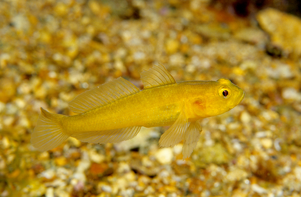 Golden Goby