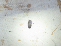 Phoenicobiella chamaeropis