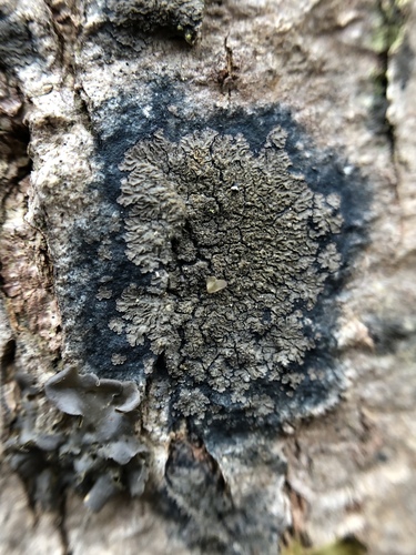 black-bordered shingle lichen