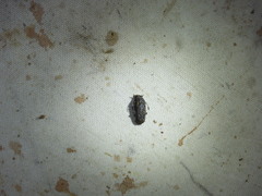 Phoenicobiella chamaeropis