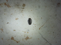 Phoenicobiella chamaeropis