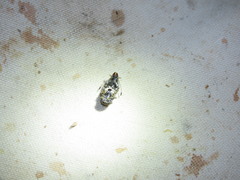 Phoenicobiella chamaeropis