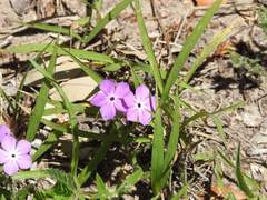 Phlox glabriflora