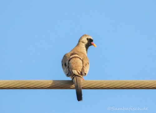 Namaqua Dove