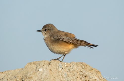 Red-tailed Wheatear