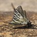 Spectacle Swordtail - Photo (c) Les Day, some rights reserved (CC BY-NC), uploaded by Les Day