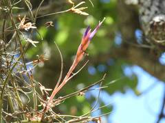 Tillandsia baileyi