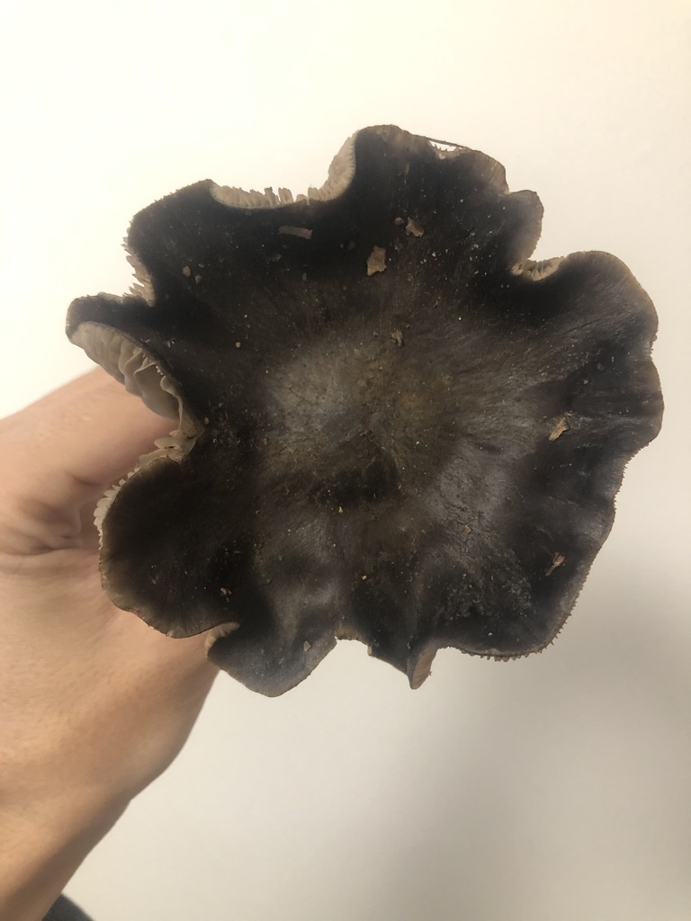 Bleachy Bleachy Entoloma from Santa Clara County, US-CA, US on February 22 ...