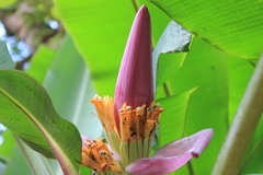 Musa ornata