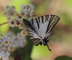Graphium mandarinus kimurai
