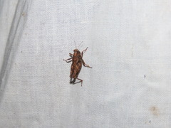 Tettigidea lateralis