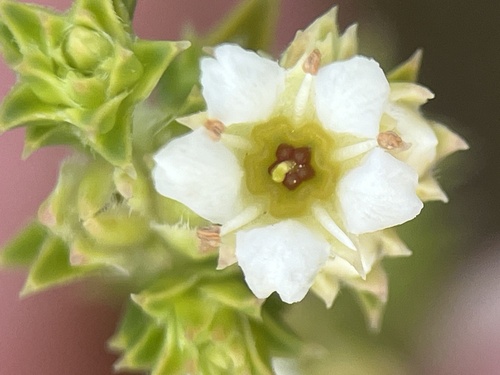 Image of Diosma awilana by (c) Charleen Brunke, some rights reserved (CC BY)