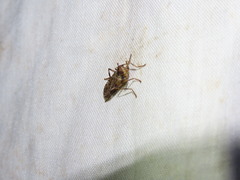 Boreothrinax maculipennis