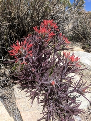 Castilleja chromosa