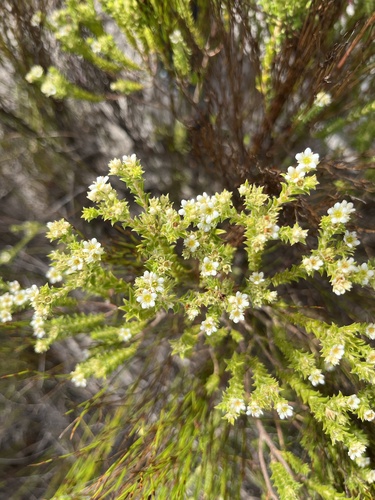 Image of Diosma awilana by (c) Charleen Brunke, some rights reserved (CC BY)