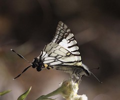 Graphium mandarinus kimurai