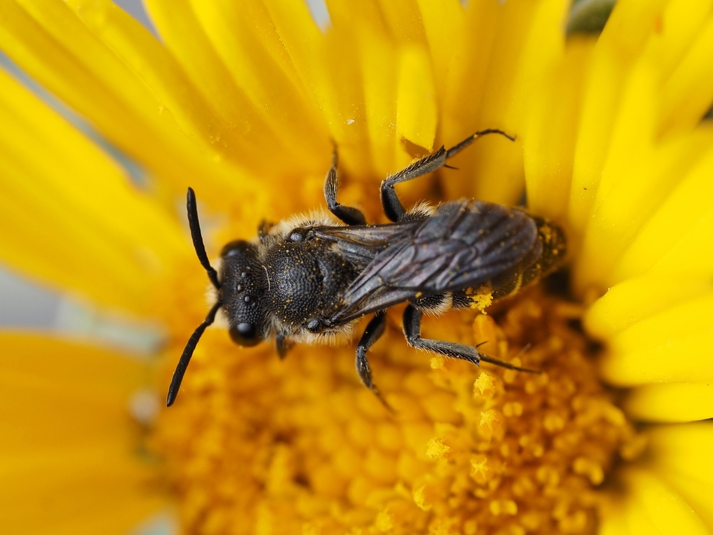 Dioxys atlanticus