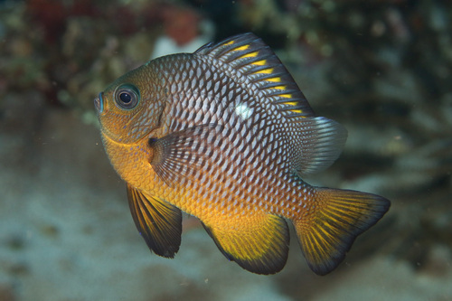 Three-spot Dascyllus