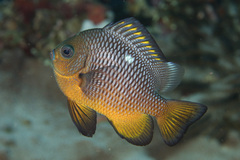 Threespot Dascyllus photo 2