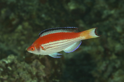 Marjorie's fairy wrasse (Cirrhilabrus marjorie) — Labridae