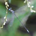 Lestes pictus - Photo (c) Cameron Eckert, some rights reserved (CC BY-NC), uploaded by Cameron Eckert