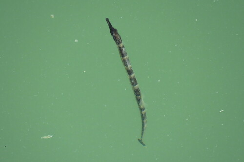 Dusky pipefish (Syngnathus floridae) — Syngnathidae — 3