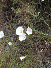 Calystegia macrostegia tenuifolia
