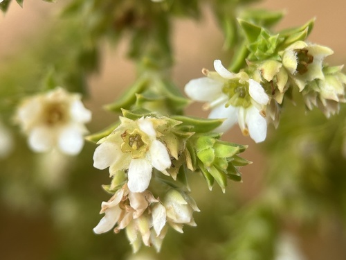 Image of Diosma awilana by (c) Charleen Brunke, some rights reserved (CC BY)