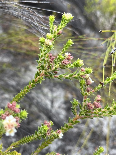 Image of Diosma awilana by (c) Charleen Brunke, some rights reserved (CC BY)