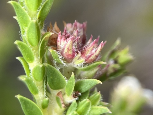 Image of Diosma awilana by (c) Charleen Brunke, some rights reserved (CC BY)
