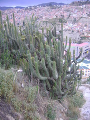 Corryocactus melanotrichus