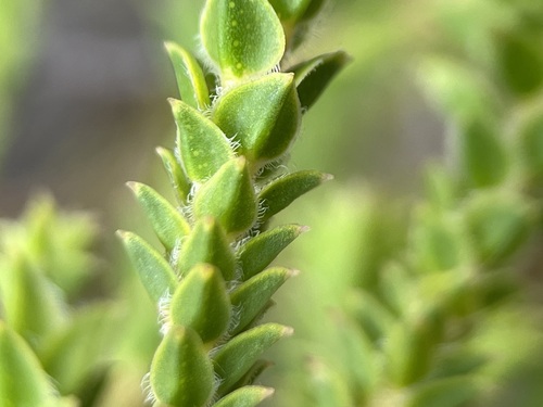 Image of Diosma awilana by (c) Charleen Brunke, some rights reserved (CC BY)