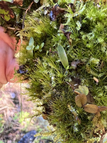 Campylopus surinamensis observed 2024-02-23