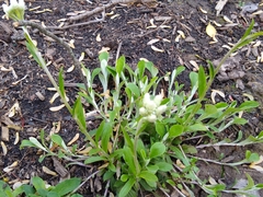 Antennaria howellii