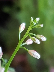 Arabidopsis