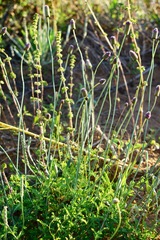 Dalea emarginata