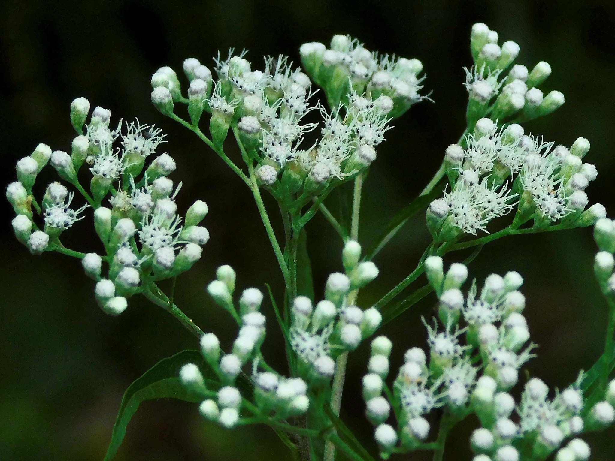 Eupatorium serotinum