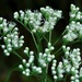 Late Boneset - Photo (c) Michael J. Papay, some rights reserved (CC BY), uploaded by Michael J. Papay